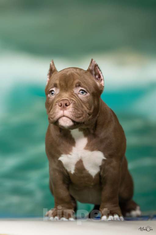 Собаки в Видном: Американский булли, щенок Белла Девочка, Бесплатно - фото 1