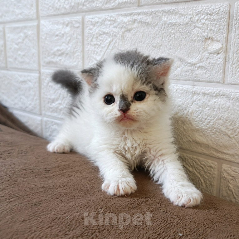 Кошки в Барнауле: Селкерк-рэкс короткошерстные Мальчик, 15 000 руб. - фото 1
