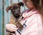 Собаки в Москве: Щенок в добрые руки Девочка, Бесплатно - фото 5