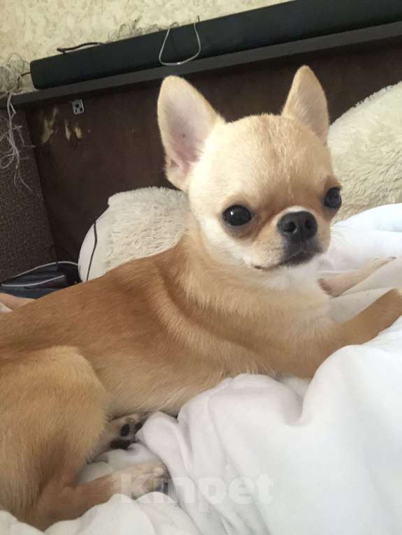 Собаки в Мурином: Мини чихуахуа мальчик 1 год Мальчик, 25 000 руб. - фото 2