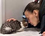 Кошки в Москве: котенок Клементина ищет дом Девочка, Бесплатно - фото 4