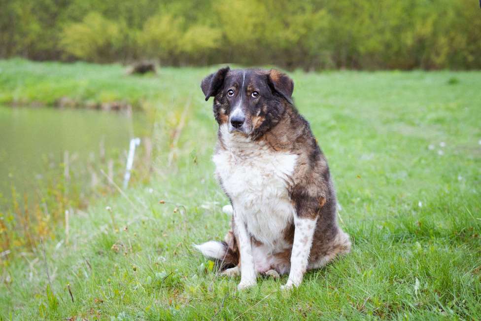 Собаки в Москве: собака из приюта в добрые руки Мальчик, Бесплатно - фото 7