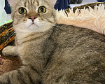 Кошки в Клине: Плуто Мальчик, 10 000 руб. - фото 2