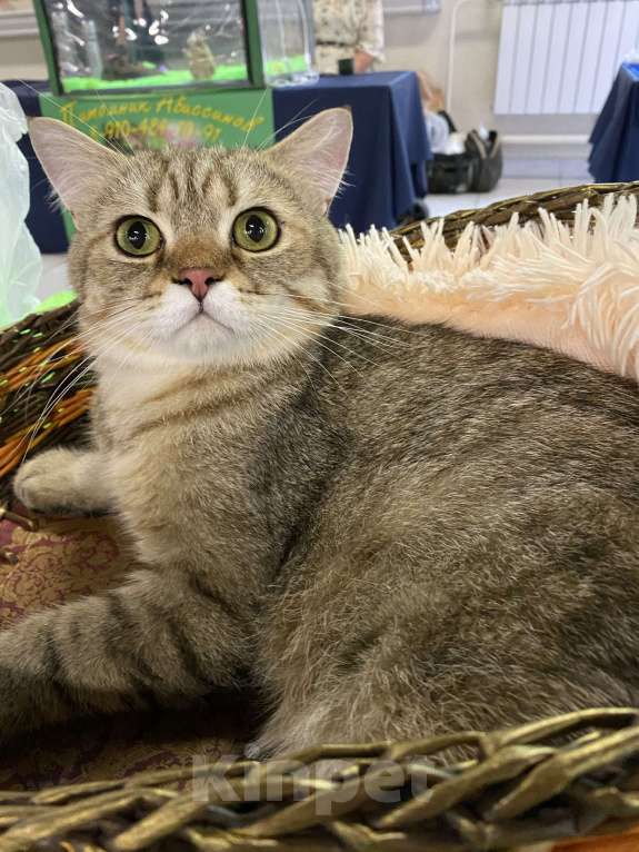 Кошки в Клине: Плуто Мальчик, 10 000 руб. - фото 2