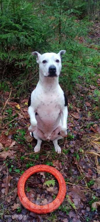 Собаки в Москве: Отдам питбуля в добрые руки Мальчик, Бесплатно - фото 7