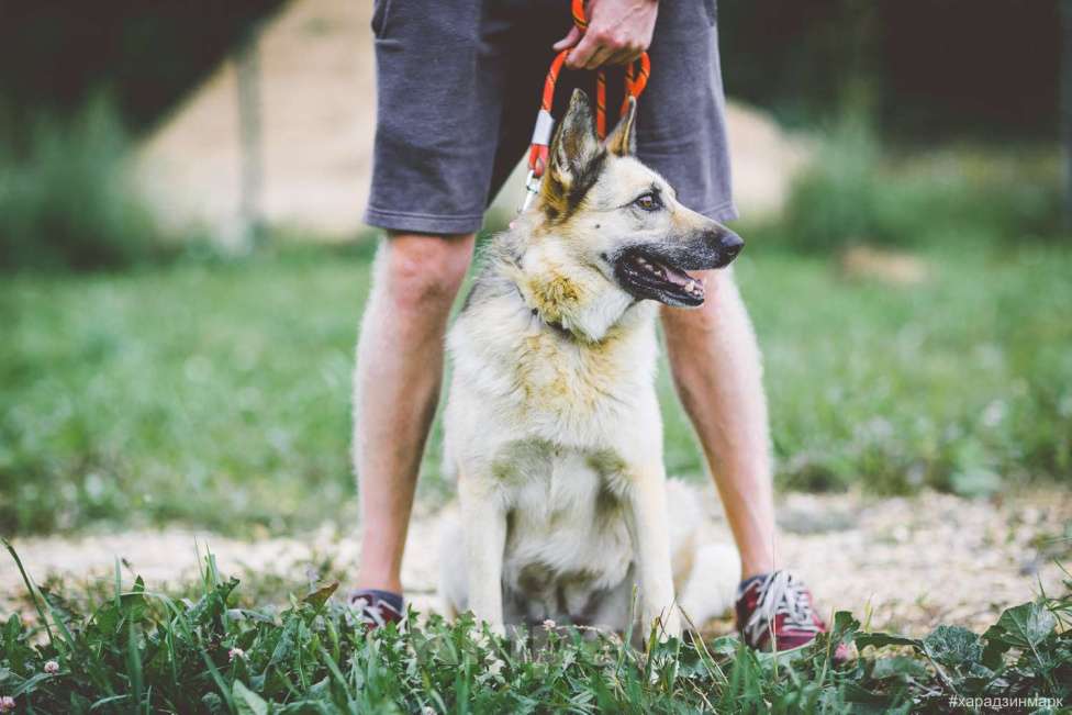 Собаки в Москве: Гера Девочка, Бесплатно - фото 6