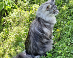 Кошки в Королеве: Котенок помета А; Мейн Кун, Айсберг. Мальчик, 45 000 руб. - фото 6