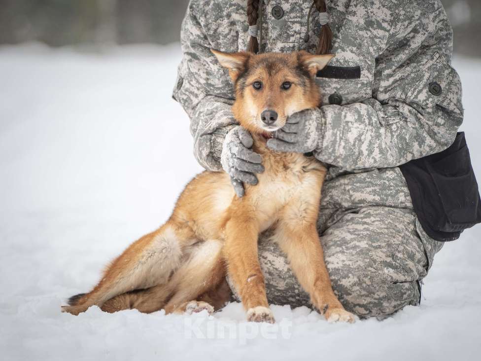 Кошки в Клине: Миндаль — милая карамельная очаровашка, которая ждёт своего Человека Девочка, Бесплатно - фото 1