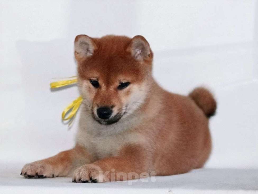 Собаки в других городах Тверской области: Дзай Мальчик, 60 000 руб. - фото 3