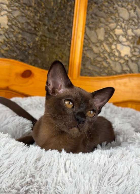 Кошки в других городах Московской области: Котята Европейской бурмы Девочка, 75 000 руб. - фото 2