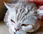 Кошки в Москве: Котика выкинули Мальчик, Бесплатно - фото 3