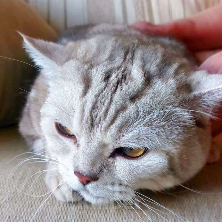 Кошки в Москве: Котика выкинули Мальчик, Бесплатно - фото 3