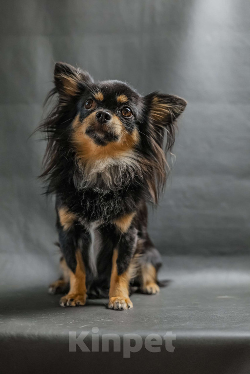 Собаки в Новосибирске: Вязка Чихуахуа  Мальчик, 20 000 руб. - фото 5