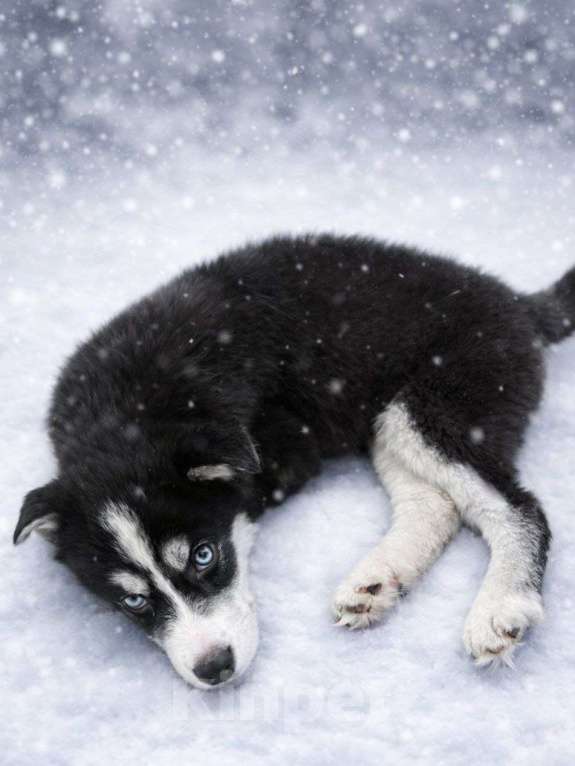 Собаки в Москве: Алена,якутенок  Девочка, Бесплатно - фото 3