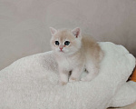 Кошки в Бору: Британская золотая шиншилла Мальчик, 40 000 руб. - фото 7
