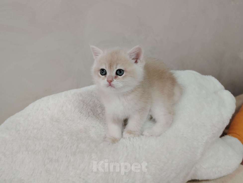 Кошки в Бору: Британская золотая шиншилла Мальчик, 40 000 руб. - фото 7