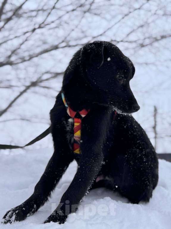 Собаки в Уфе: Щенок Мальчик, 300 руб. - фото 8
