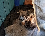 Кошки в Протвино: Котята ищут дом Девочка, Бесплатно - фото 1