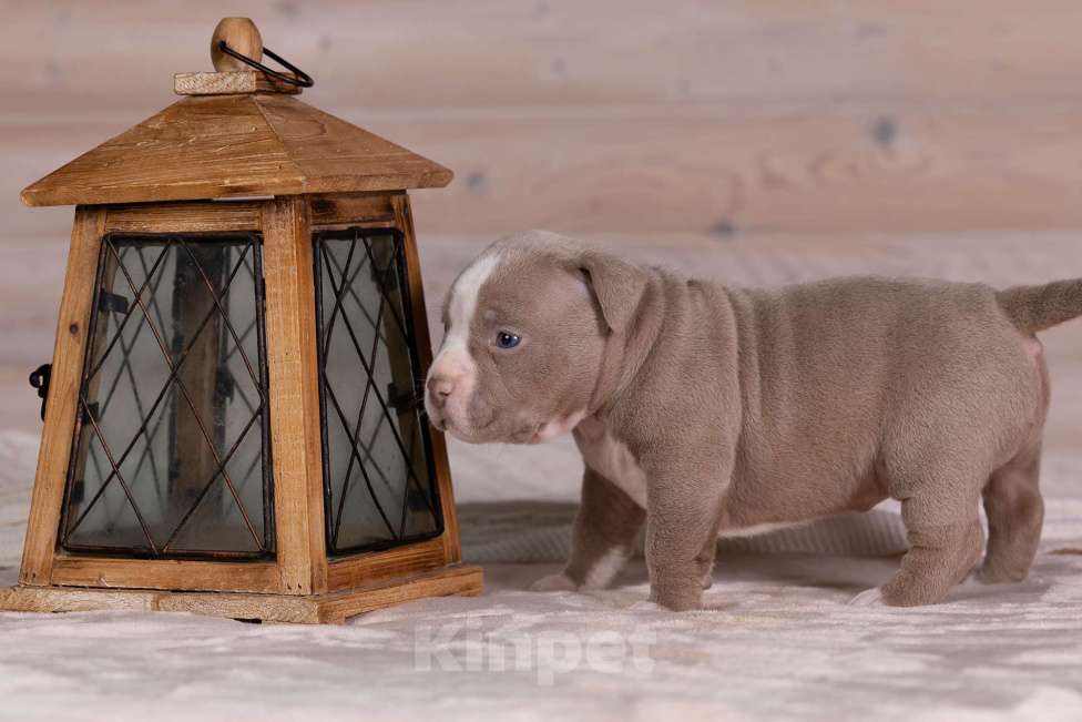 Собаки в Королеве: Американский булли Девочка, 180 000 руб. - фото 5