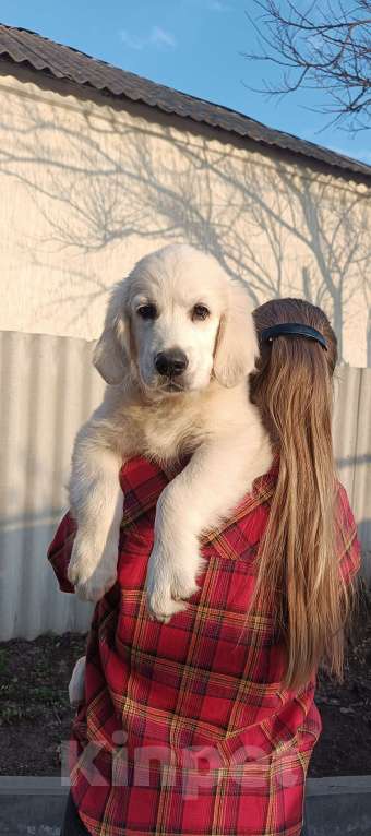 Собаки в Москве: Щенки ретривера, мальчики Мальчик, 60 000 руб. - фото 4
