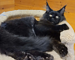 Кошки в Казани: Котик мейн кун Мальчик, 55 000 руб. - фото 2