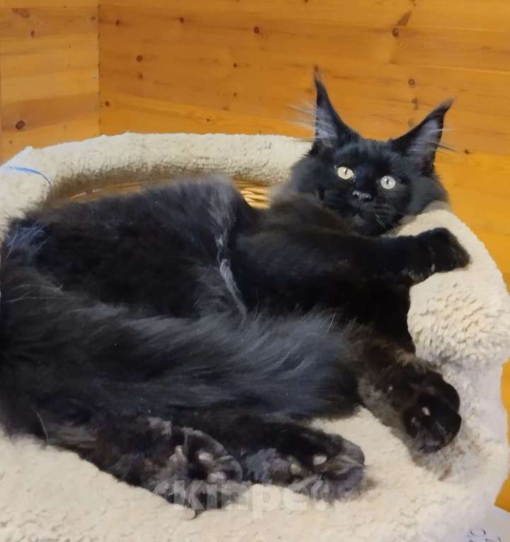 Кошки в Казани: Котик мейн кун Мальчик, 55 000 руб. - фото 2