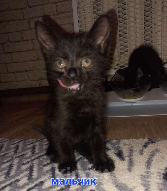 Кошки в других городах Московской области: Котята в добрые руки Мальчик, Бесплатно - фото 1