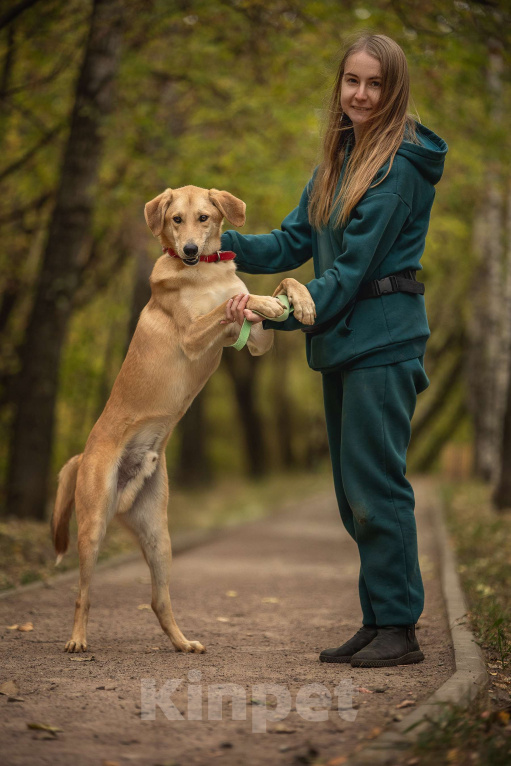 Собаки в Москве: Бейли Мальчик, Бесплатно - фото 6