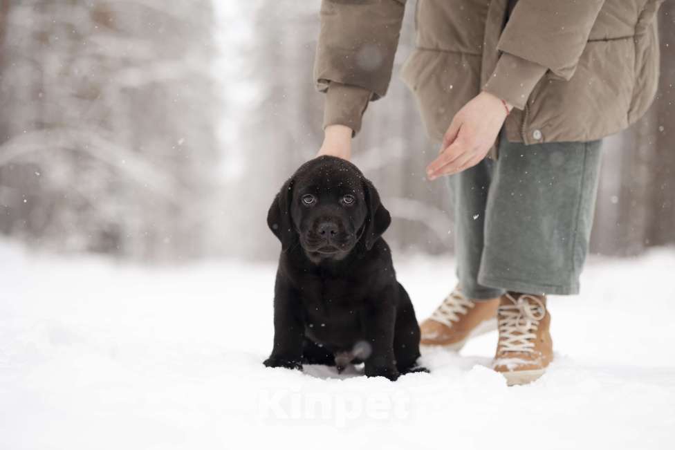 Собаки в Санкт-Петербурге: IRISLAV BRUNO Мальчик, 160 000 руб. - фото 4