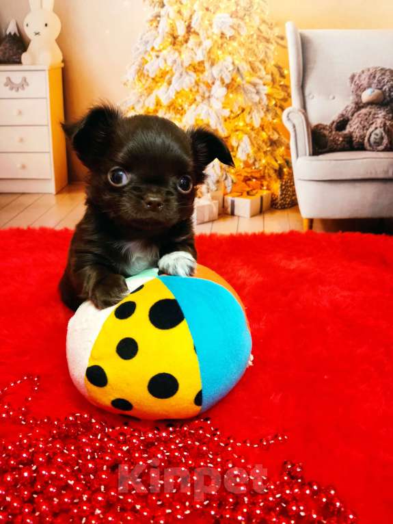 Собаки в Санкт-Петербурге: Шоколадный красавец  Мальчик, 70 000 руб. - фото 4