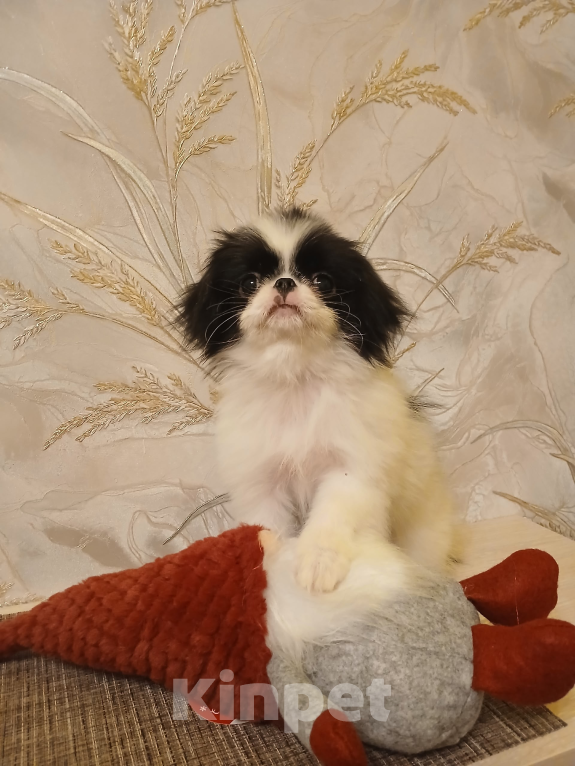 Собаки в Москве: Щенок японского хина Мальчик, 30 000 руб. - фото 1