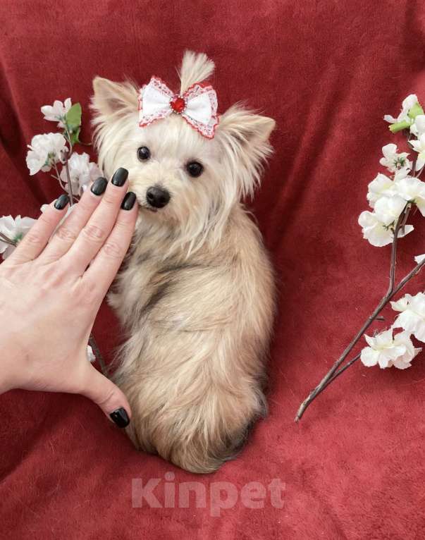 Собаки в Москве: Мини йорк девочка золотая подрощенная Девочка, 80 000 руб. - фото 1