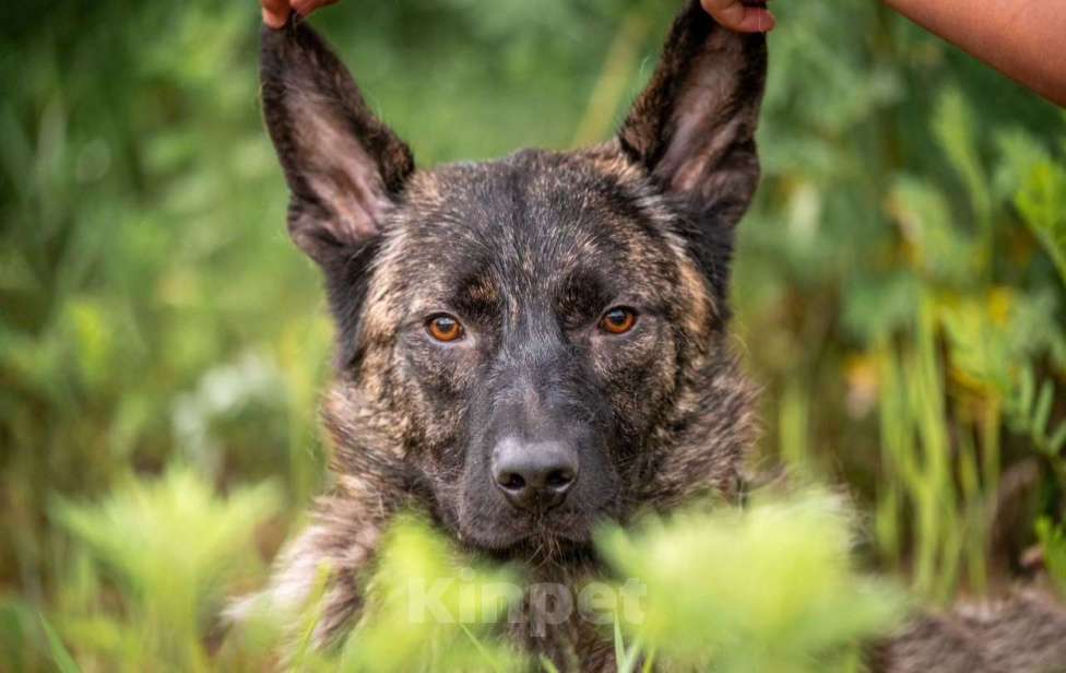 Собаки в других городах Владимирской области: Красивый и добрый пес (собака) в добрые руки бесплатно Мальчик, Бесплатно - фото 2