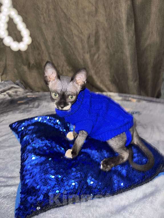 Кошки в других городах Московской области: Котёнок Сфинкс Мальчик, 18 000 руб. - фото 2