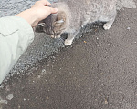 Кошки в Волгограде: Отдам кошку в добрые руки Девочка, Бесплатно - фото 1
