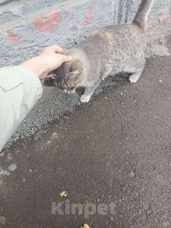 Кошки в Волгограде: Отдам кошку в добрые руки Девочка, Бесплатно - фото 1