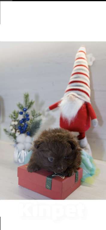 Собаки в Самаре: Продажа щенков Девочка, 70 000 руб. - фото 2