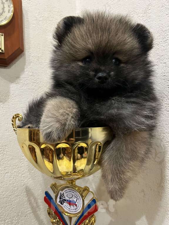 Собаки в Балашихе: Померанский шпиц мальчик Мальчик, 35 000 руб. - фото 2