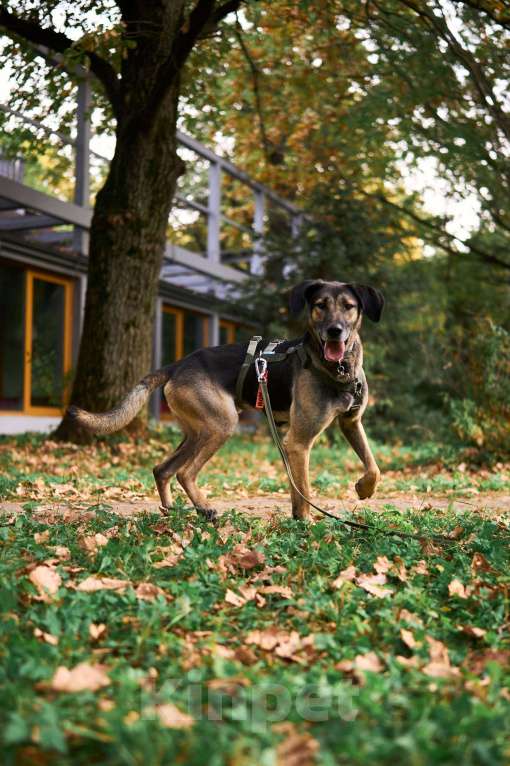Собаки в Москве: Хамфри - мужчинка эксклюзив! Мальчик, Бесплатно - фото 2