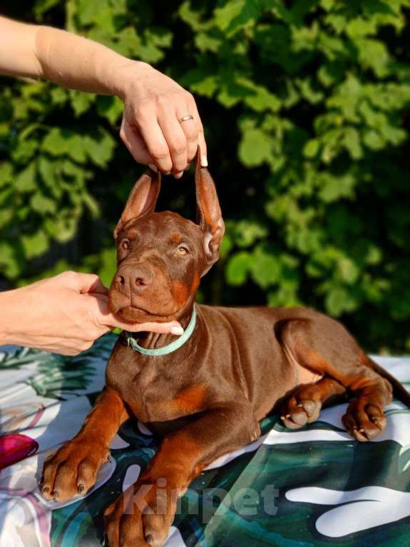 Собаки в Краснодаре: Щенки добермана от титулованых родителей Мальчик, 50 000 руб. - фото 2
