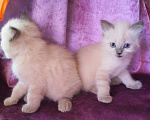 Кошки в Краснодаре: Невские маскарадные котята кошечка кот Девочка, 23 000 руб. - фото 4