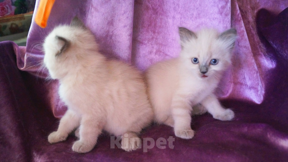 Кошки в Краснодаре: Невские маскарадные котята кошечка кот Девочка, 23 000 руб. - фото 4