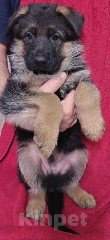 Собаки в Ростове-на-Дону: Щенки немецкой овчарки Девочка, 60 000 руб. - фото 4