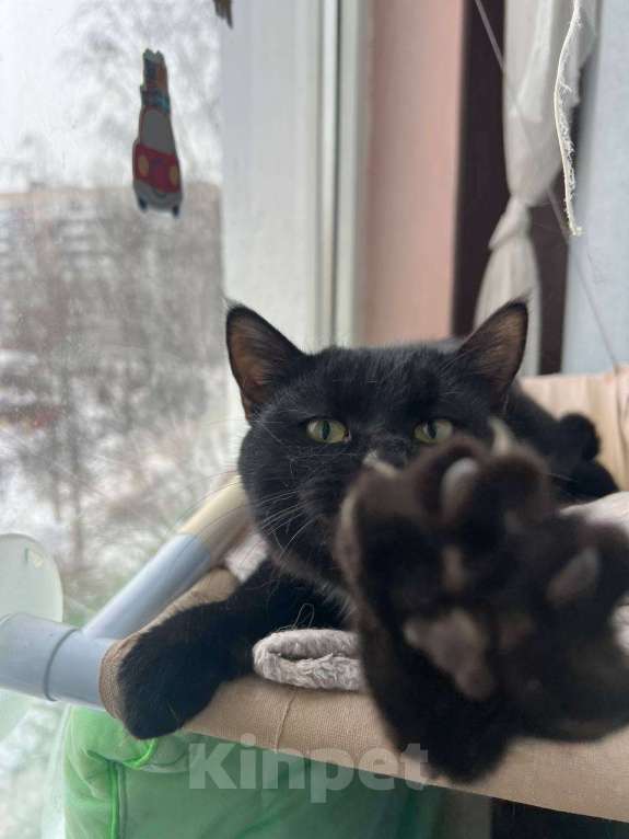 Кошки в Санкт-Петербурге: Черный котенок (девочка) в добрые руки Девочка, Бесплатно - фото 3