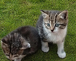 Кошки в Саратове: Мама-кошка с очаровательными котятами Разнополые, Бесплатно - фото 1