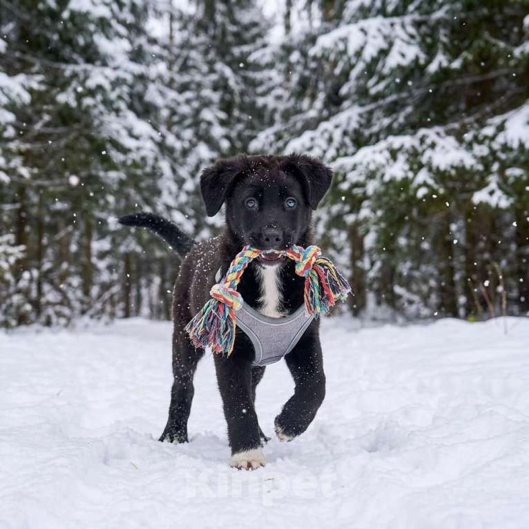 Собаки в Москве: щенок Одри в добрые руки Девочка, Бесплатно - фото 4