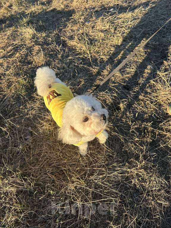 Собаки в Санкт-Петербурге: Мальтипу F1 Девочка, 40 000 руб. - фото 3