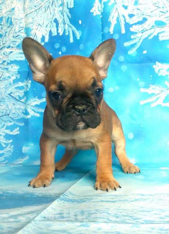 Собаки в Красноармейске: Щенки французкого бульдога Мальчик, 30 000 руб. - фото 5