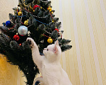 Кошки в Котельнике: Шотландский котёнок Серебристая шиншилла  Мальчик, 15 000 руб. - фото 5