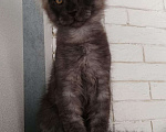 Кошки в Сертолово: продам котят, 25 000 руб. - фото 7